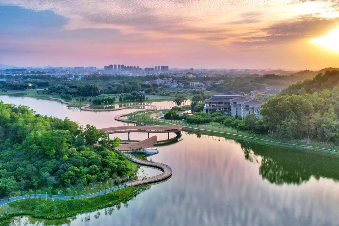 企石东清湖湿地公园成为鸟类理想的栖息地