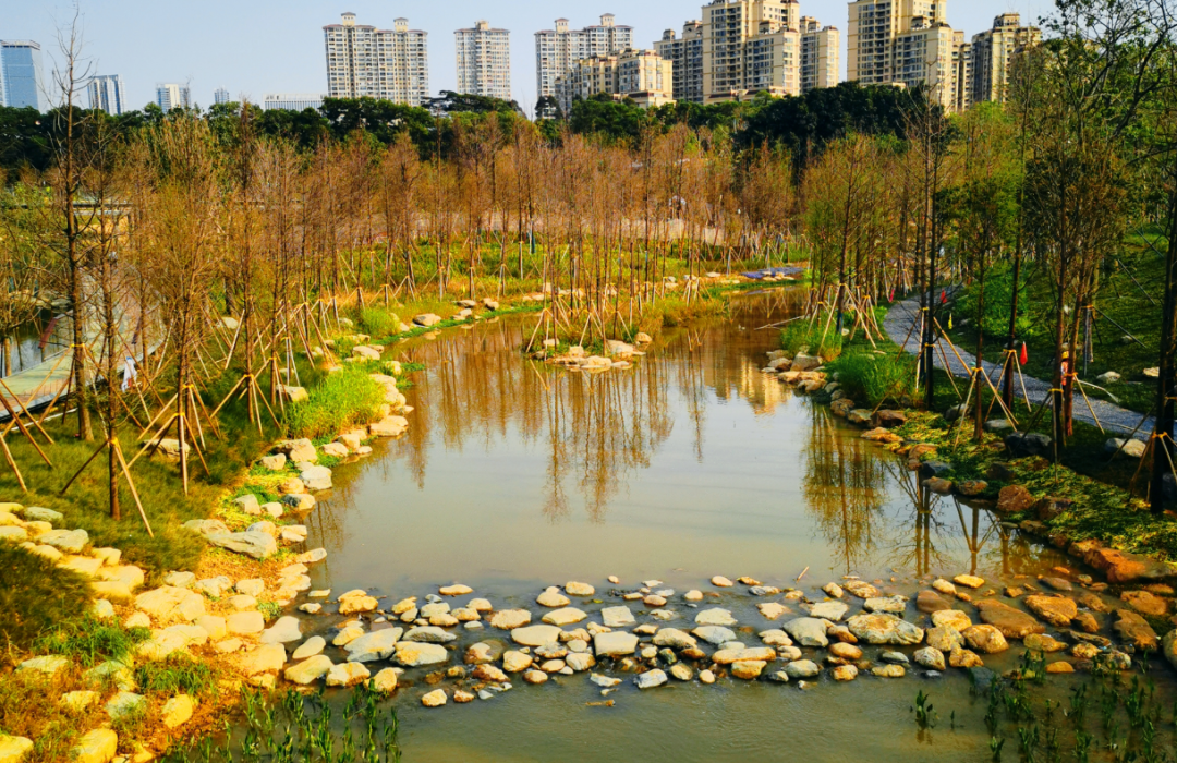 实景曝光!东莞cbd中心公园大批美图抢先看!