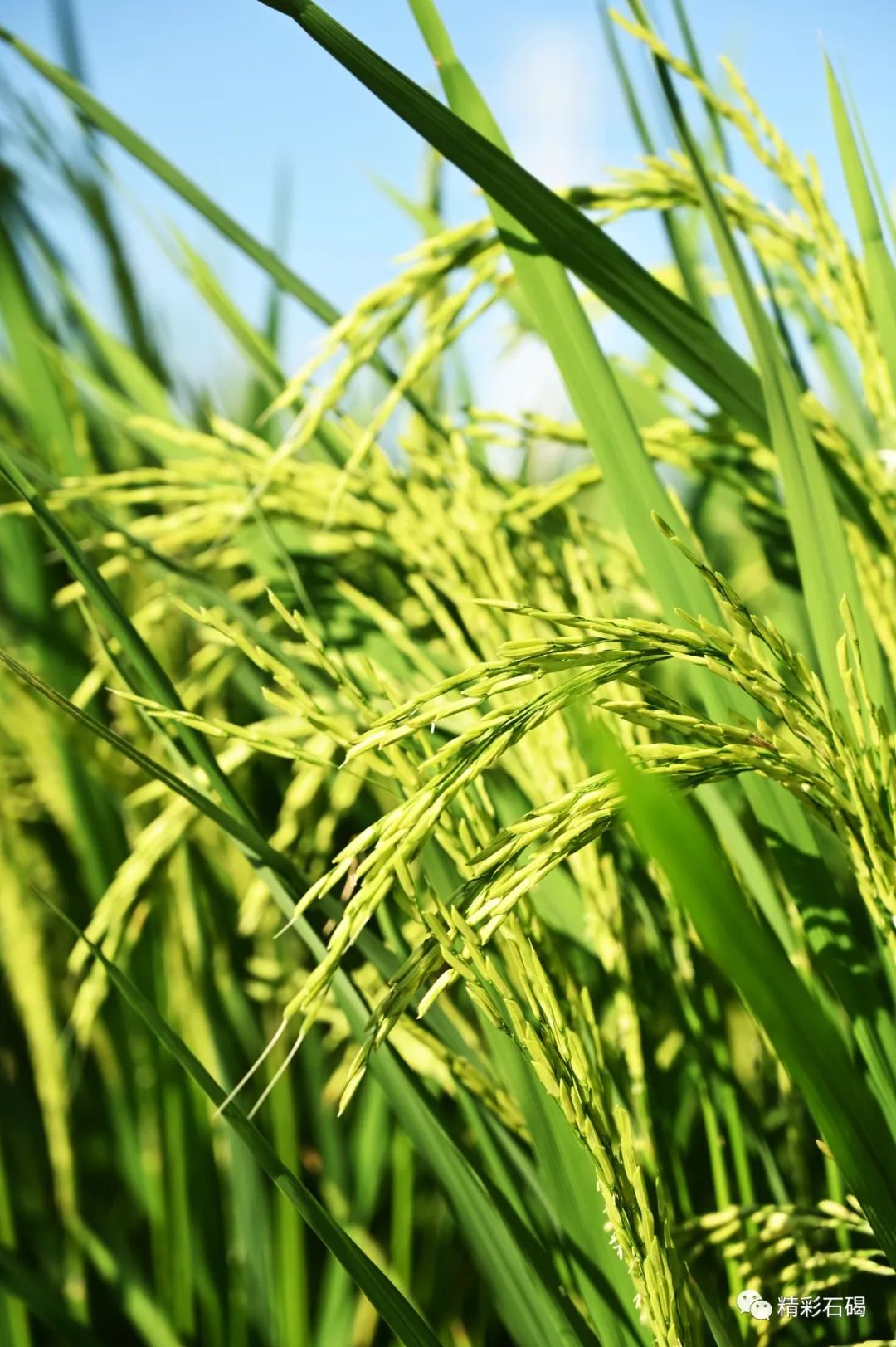 石碣起航广场水稻长势良好生态画卷入眼帘