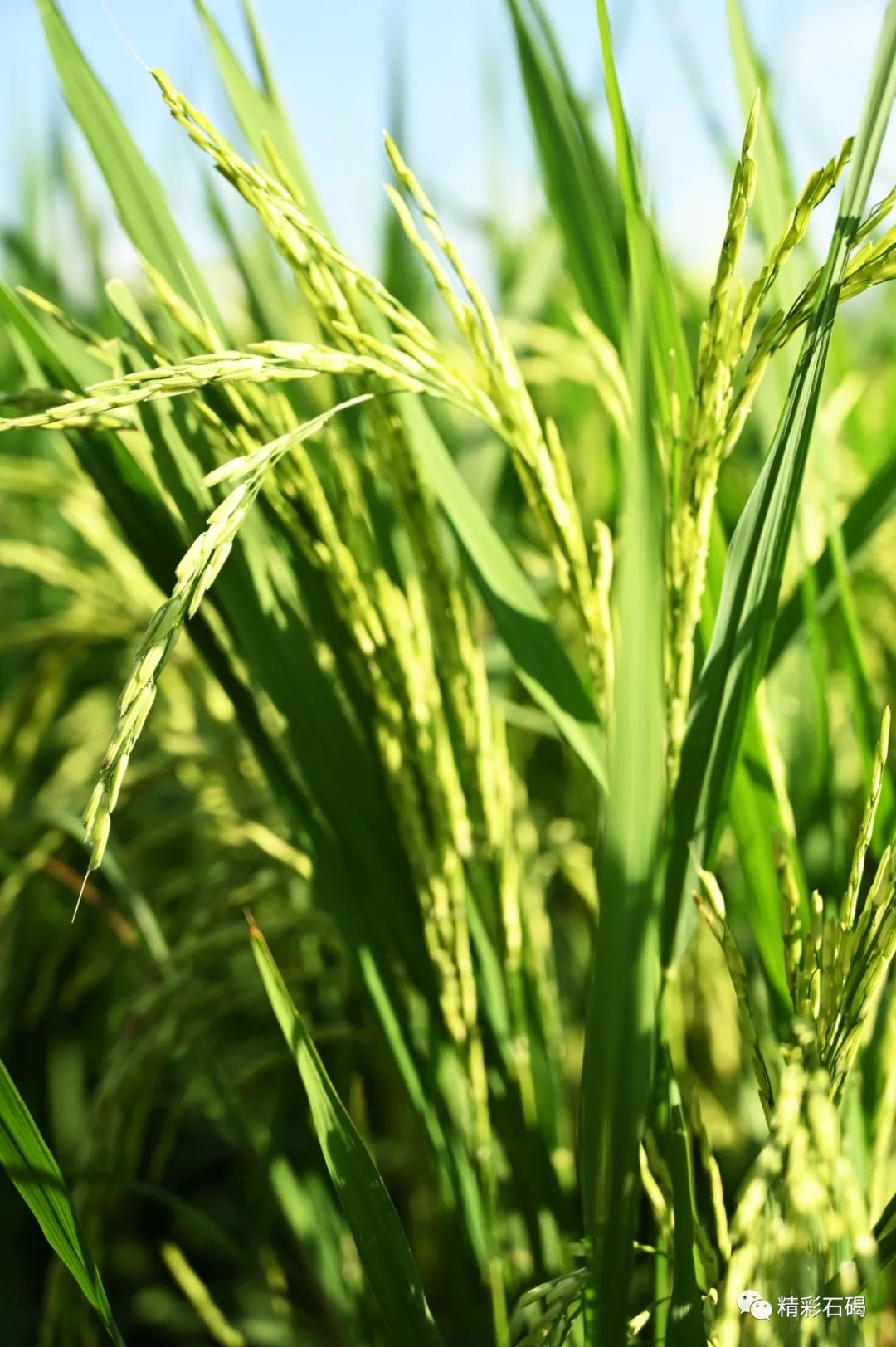 石碣起航广场水稻长势良好生态画卷入眼帘