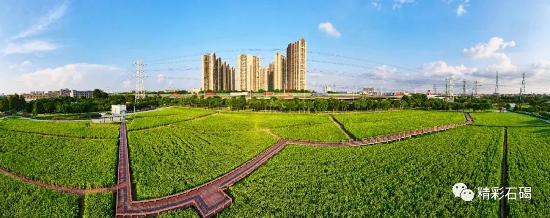 石碣起航广场水稻长势良好生态画卷入眼帘