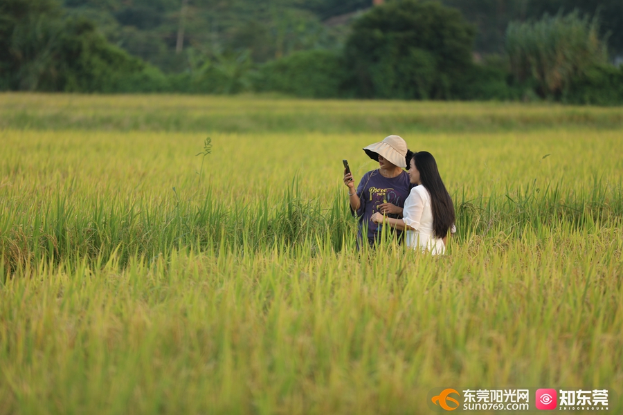 来企石这里邂逅醉美的秋之旅~_东莞阳光网