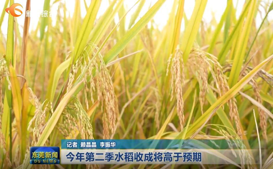 视频创新赋能现代农业发展东莞今年第二季水稻收成将高于预期