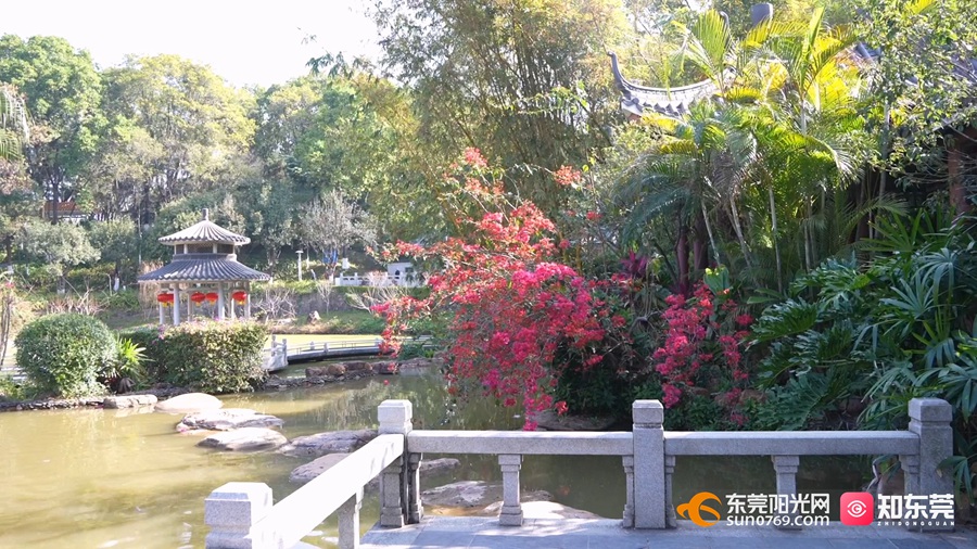 记者跟随线路走访东莞人民公园和东莞植物园发现,不少市民正趁着美好