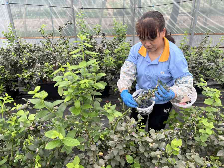 莓味蓝不住实现蓝莓采摘自由这份攻略get起