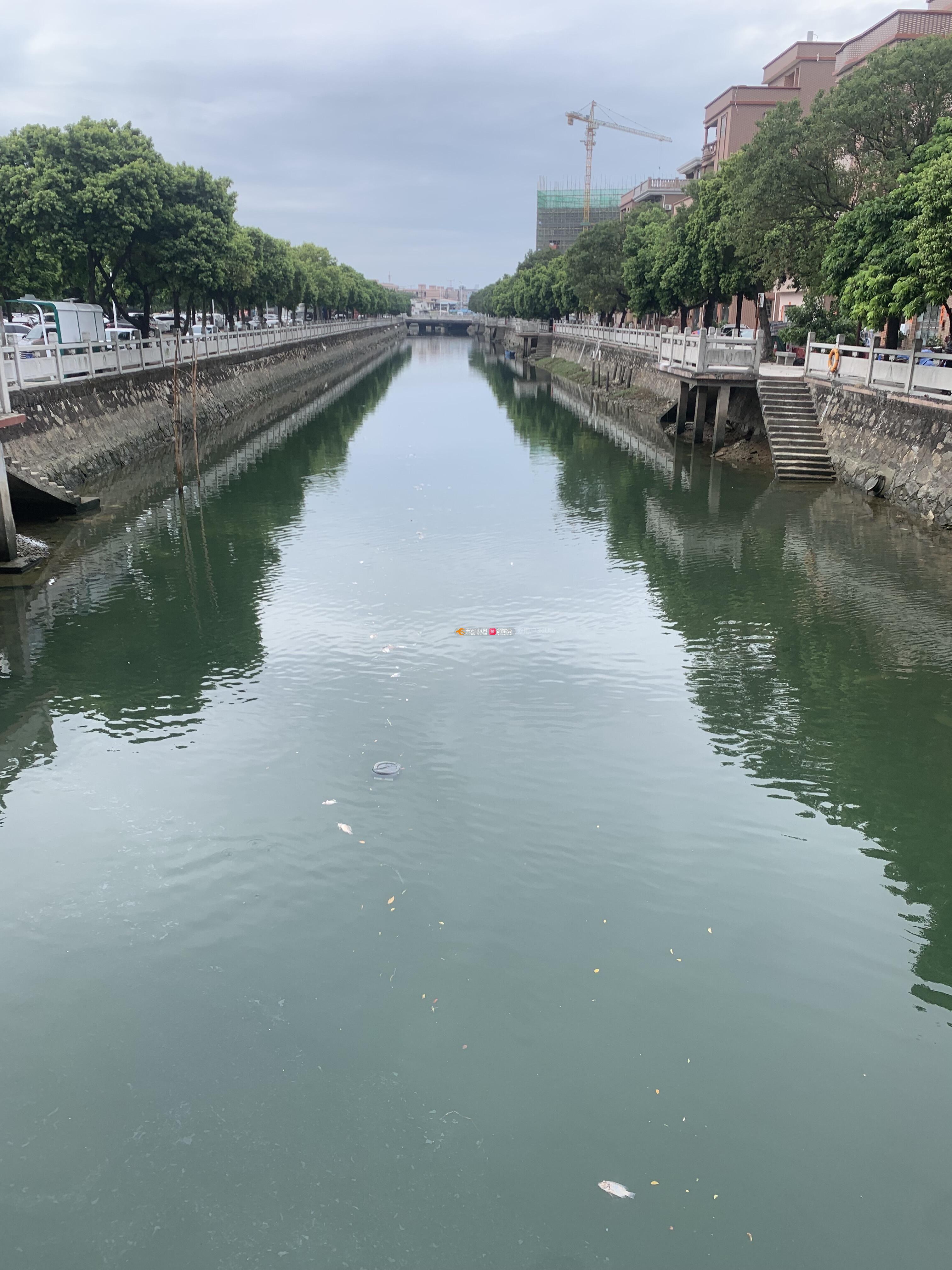 村里的河涌好多死鱼飘浮在上面