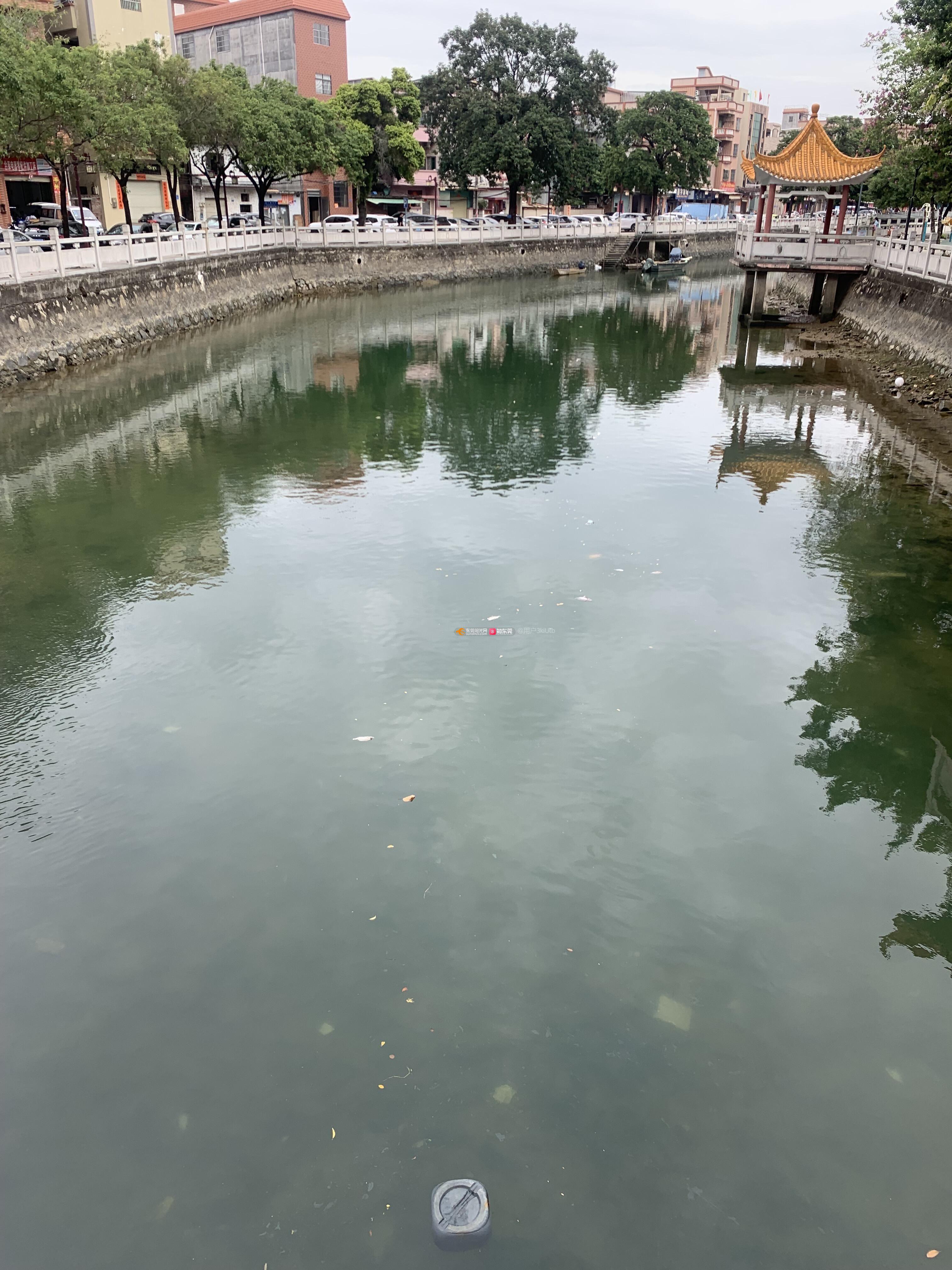 村里的河涌好多死鱼飘浮在上面