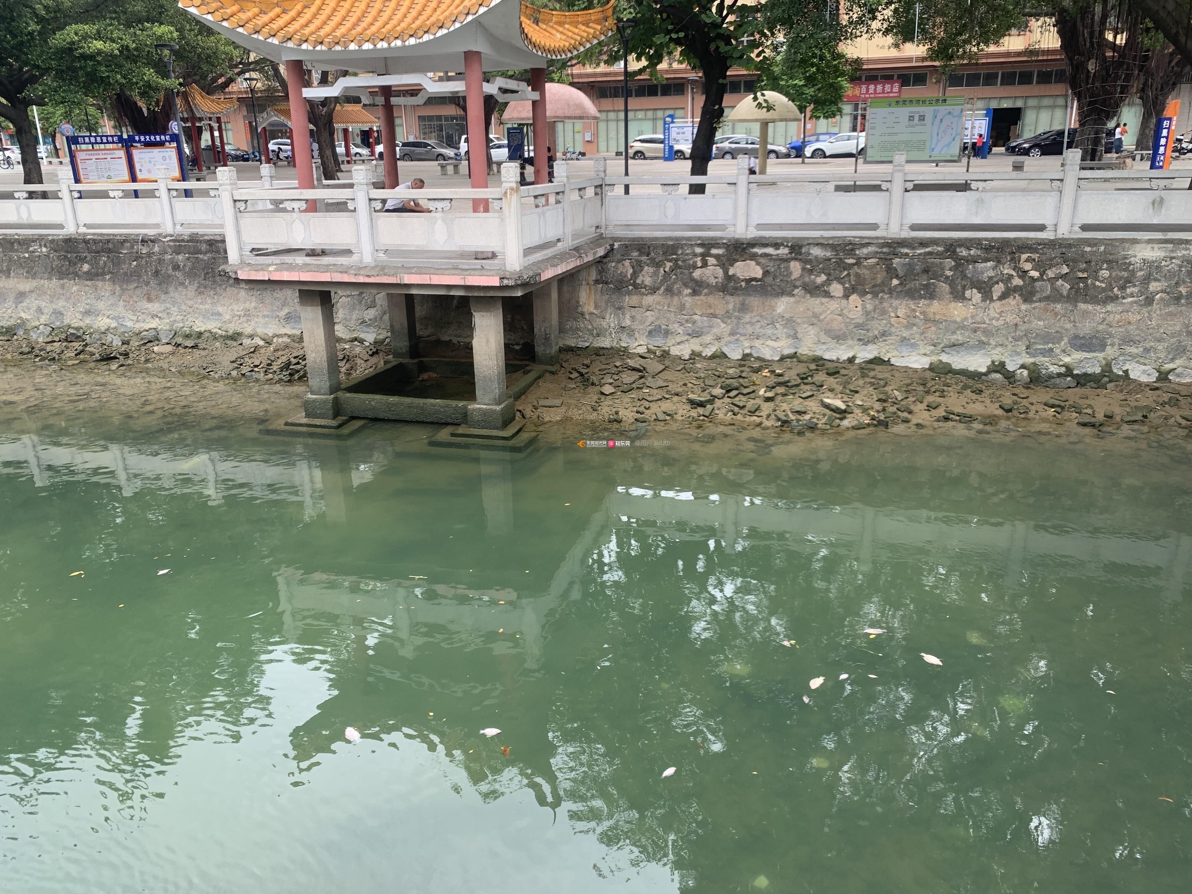 村里的河涌好多死鱼飘浮在上面