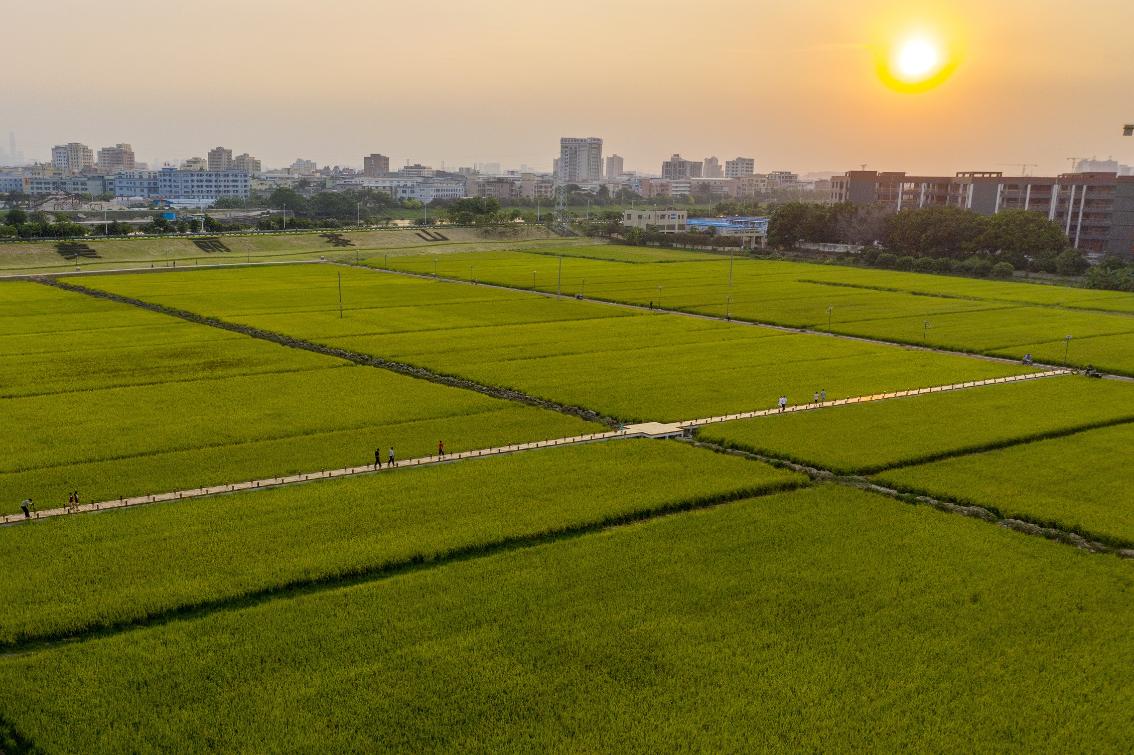 上元稻田公园稻香四溢  吸引大量市民观光休闲