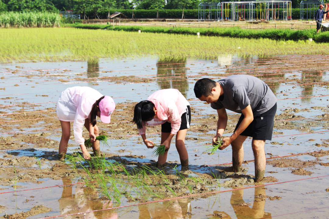 活动招募亲子插秧趣味竞技这样的童年才叫有意思