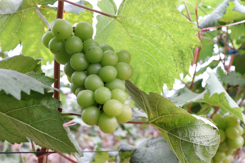 大朗做好冬季葡萄管理确保来年丰收