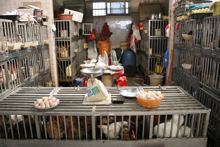 大朗:活禽市场即将迎来销售高峰