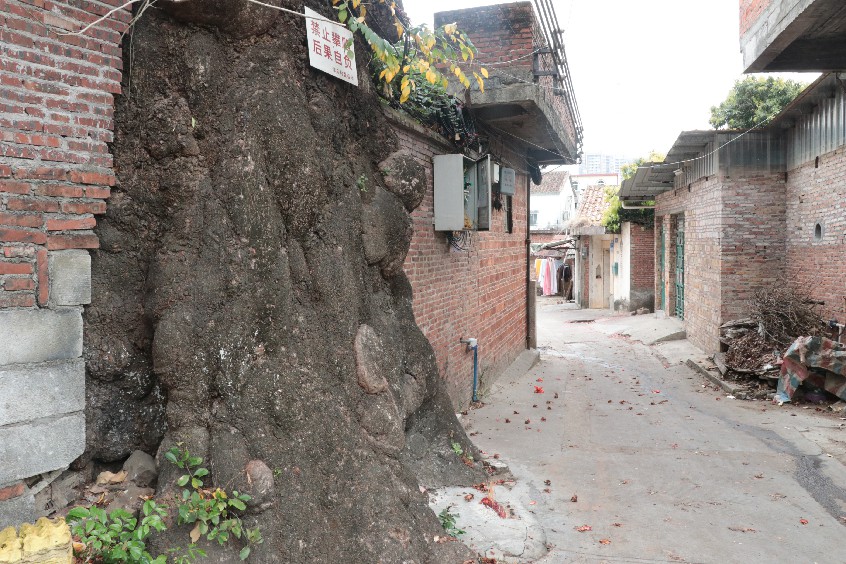 记者在大朗镇洋乌村看到,这棵长在巷子楼间的木棉树,虽然已经有350多