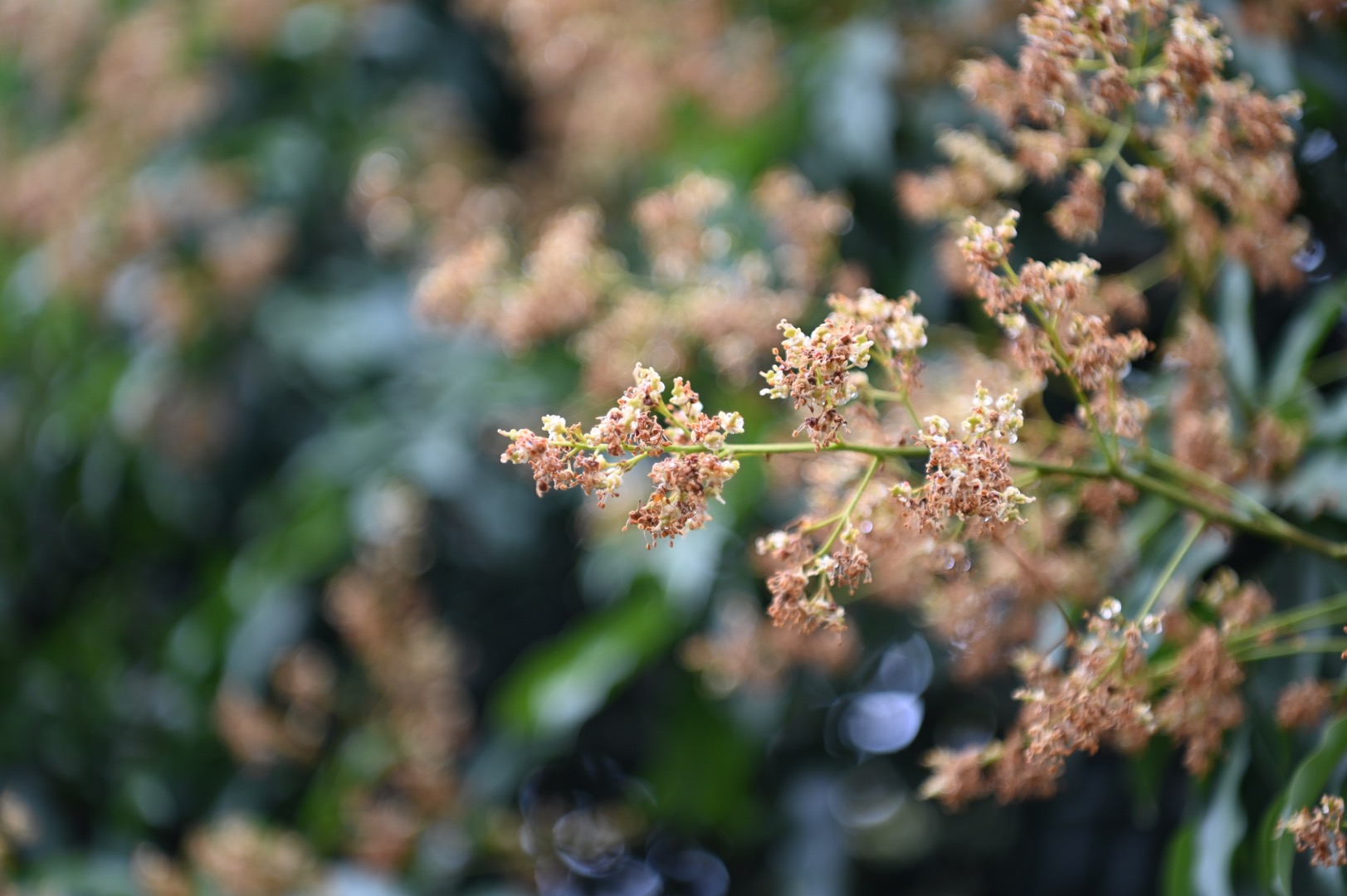 荔枝花开 静待丰收 专家提醒：花期内需精心管护 确保丰产变丰收
