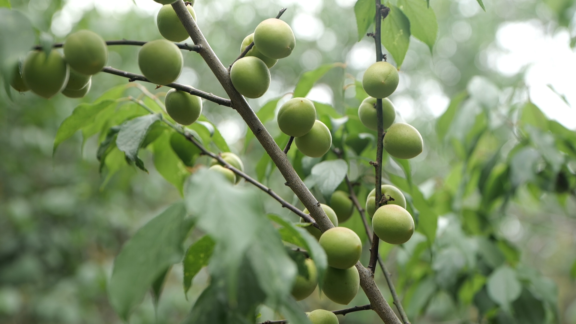 清溪大王山深处青梅挂满枝头硕果飘香美如画