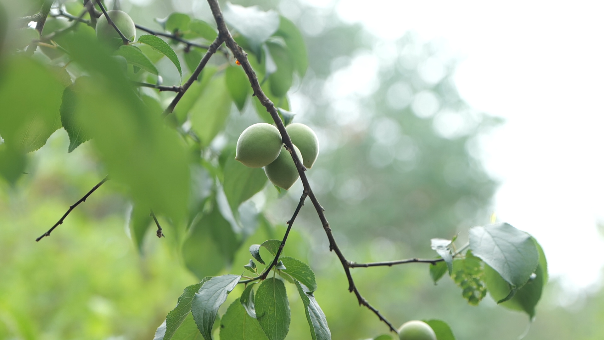 清溪大王山深处青梅挂满枝头硕果飘香美如画