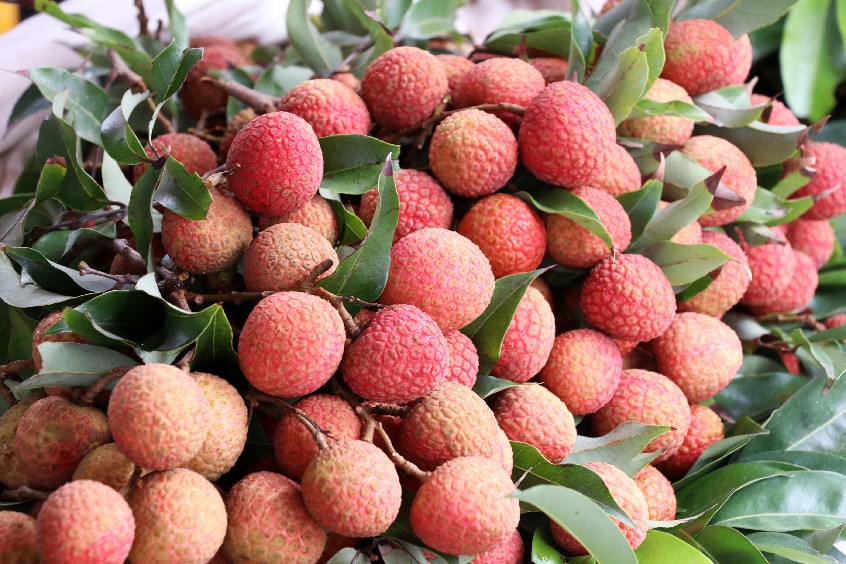 大朗市场某水果档老板介绍,本地的荔枝要大量上市的话,估计还要接近一