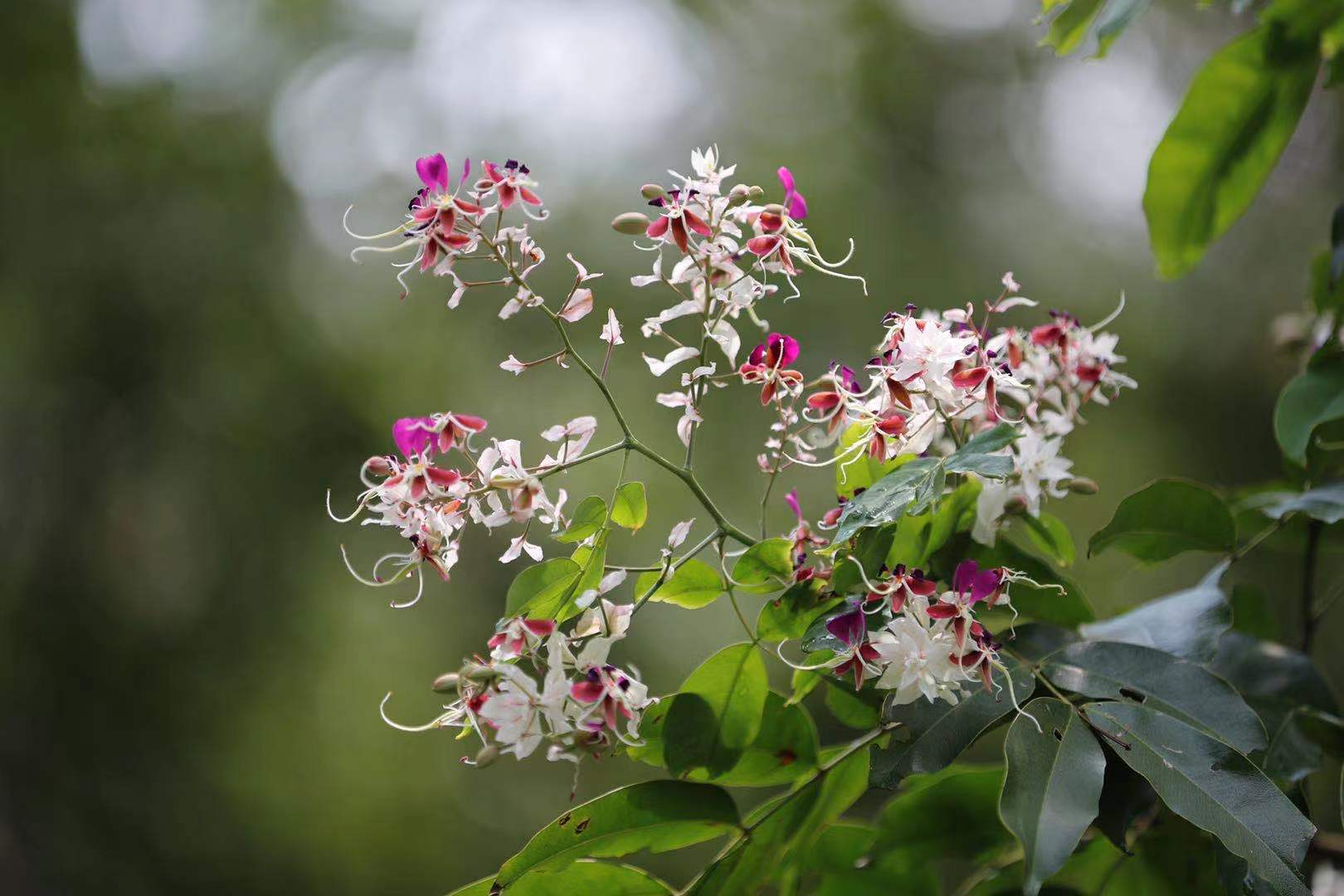 清溪快来看短萼仪花最美容颜错过就要等明年