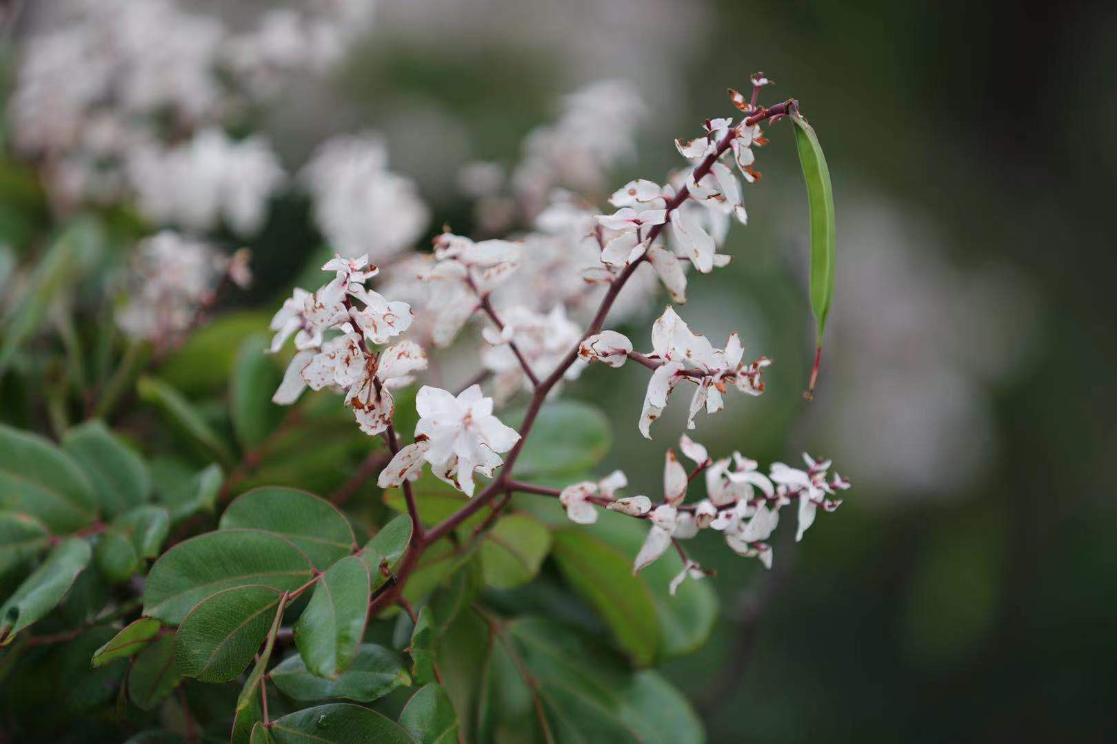 清溪快来看短萼仪花最美容颜错过就要等明年