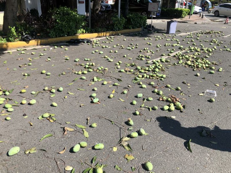 绿化芒结出来的果实,吸收了路面上氮氧化合物,碳氧化合物,灰尘或铅等