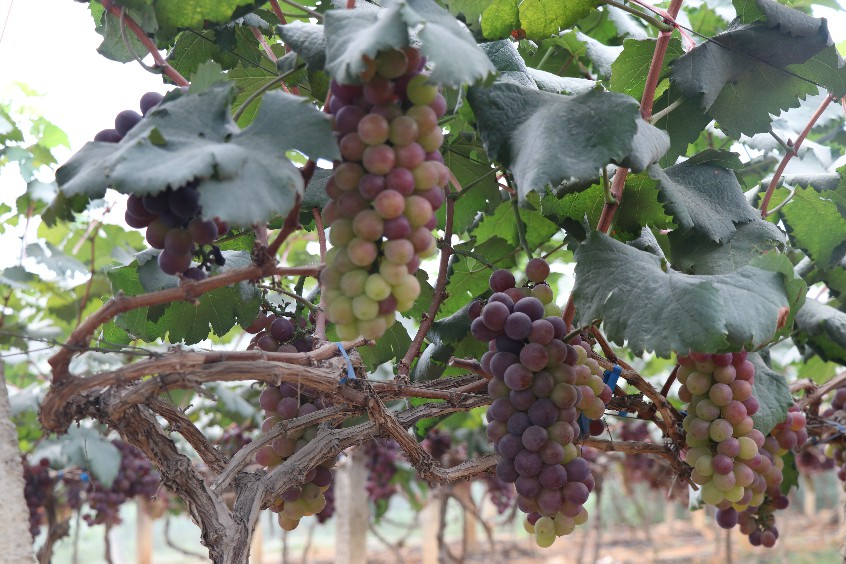 大朗:葡萄成熟了 价格与往年持平