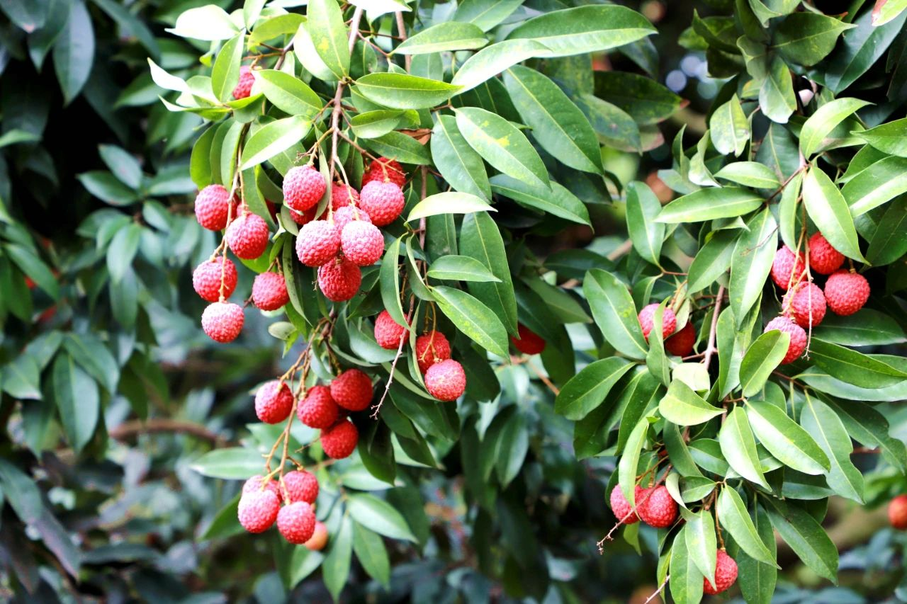 岭丰糯荔枝—大岭山荔枝特有荔枝新品种