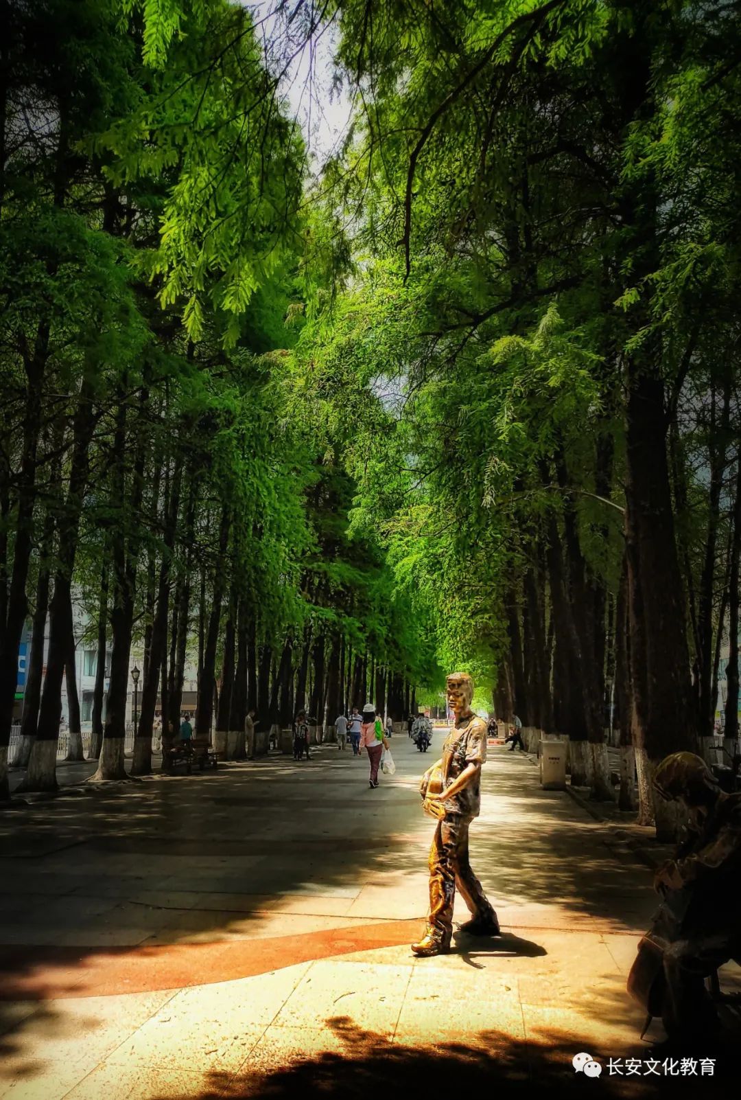 影像长安丨最美不过长青街