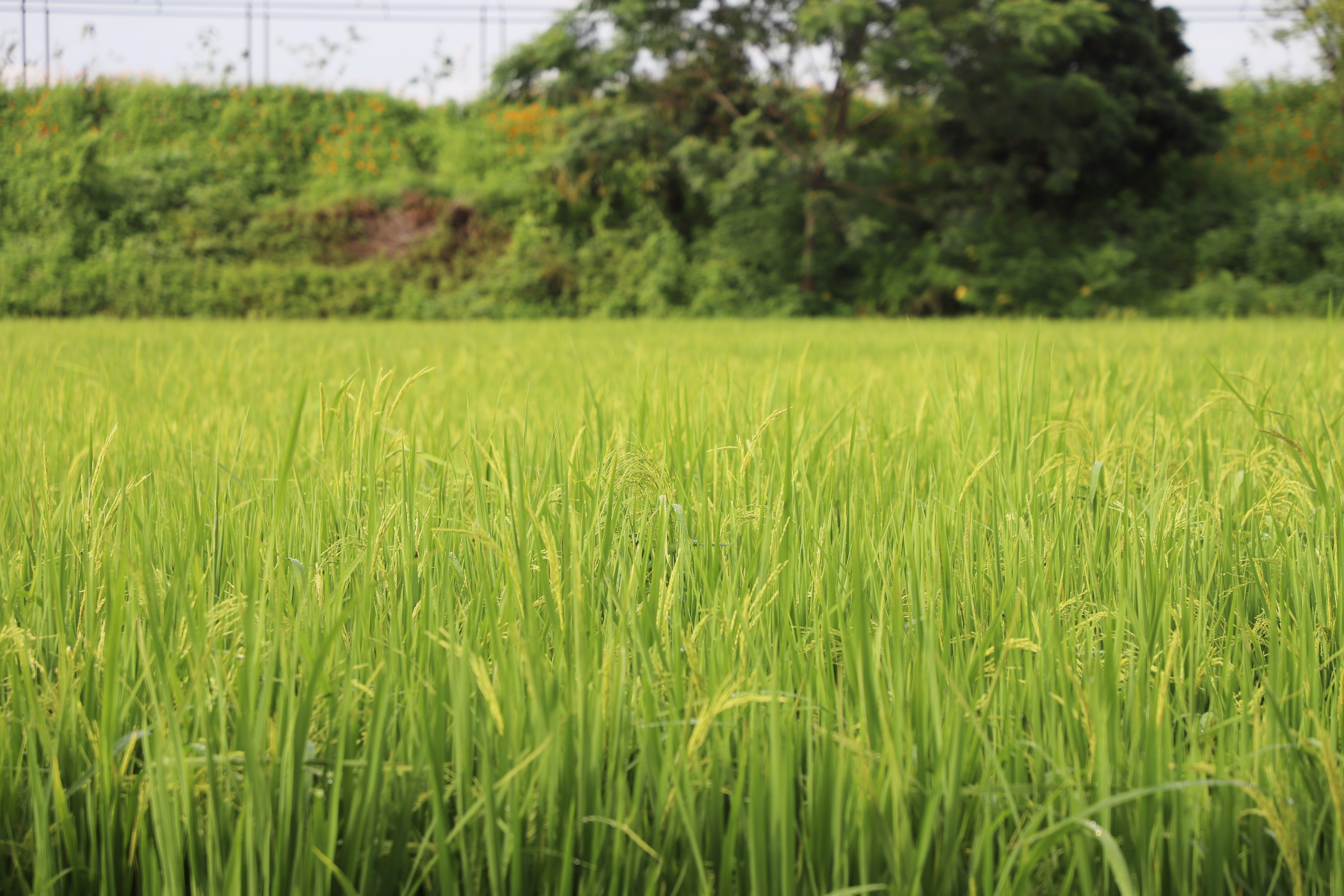 桥头215亩水稻长势良好预计7月中旬可收割