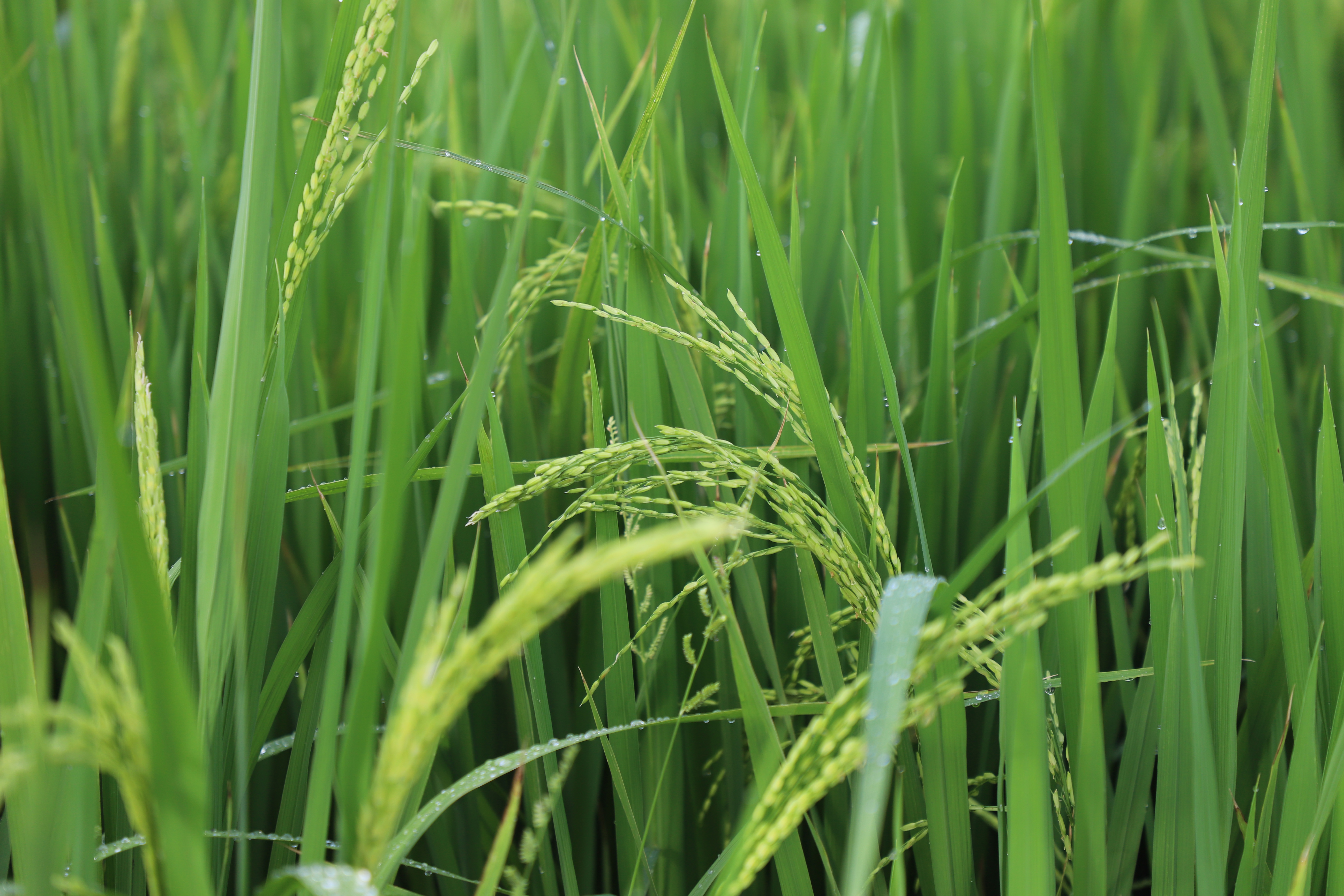 桥头215亩水稻长势良好预计7月中旬可收割