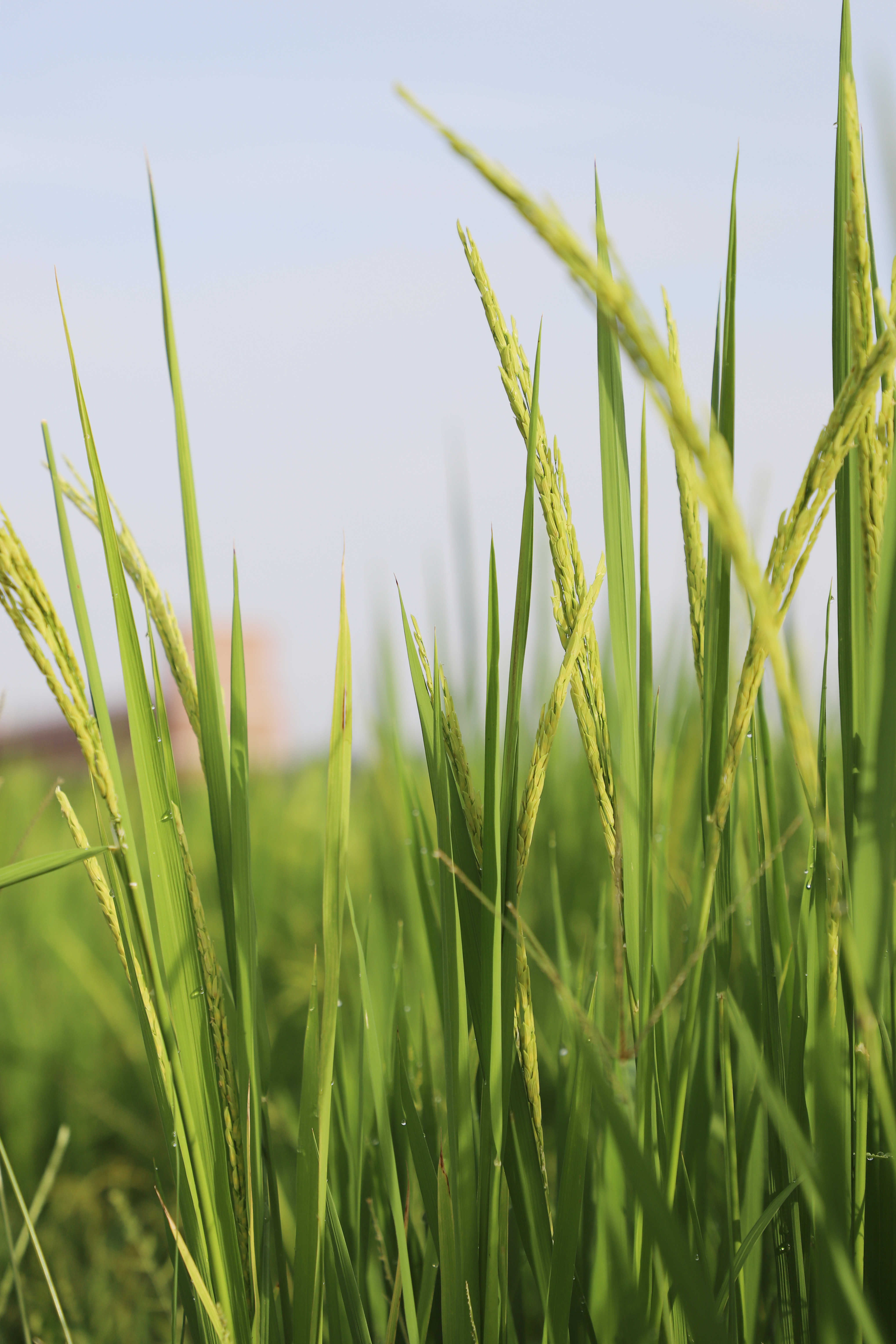 桥头215亩水稻长势良好预计7月中旬可收割