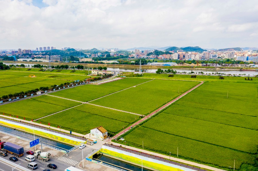 上元稻田公园风吹稻浪谷飘香稻田美景入画来