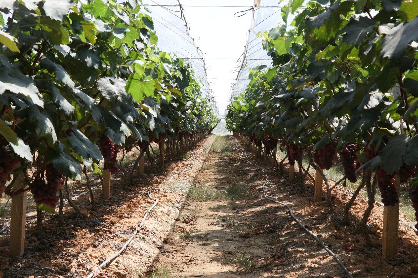 大朗暑假葡萄园等你来采摘