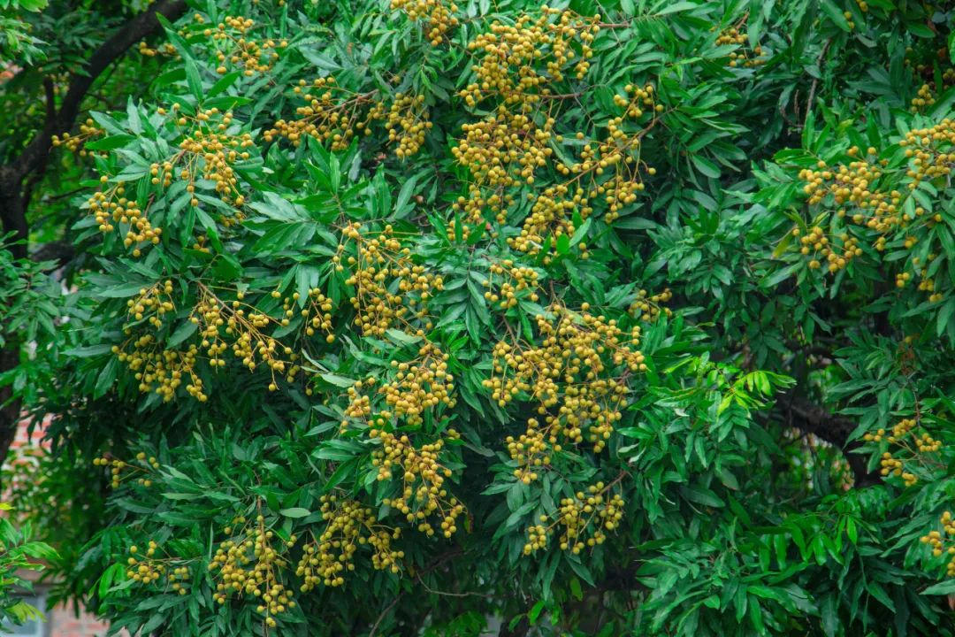 今年气候温和,中堂镇本地龙眼树挂果率非常高,迎来丰收.