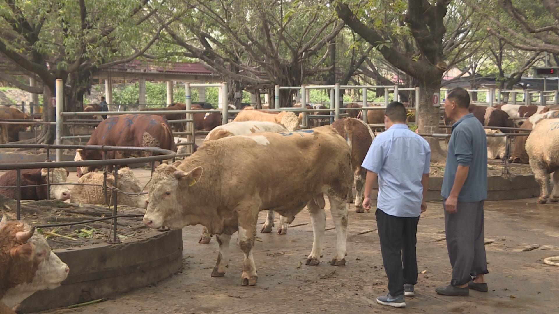 廣東地區最大活牛交易市場橫瀝牛行年均交易量超十五萬頭