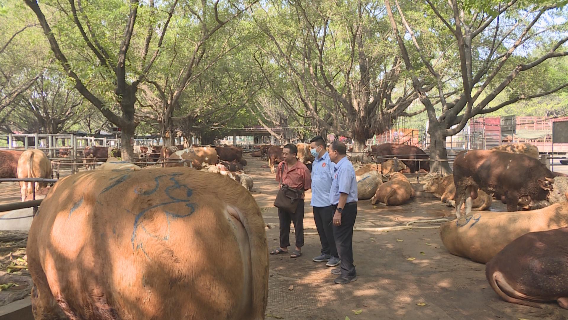 广东地区最大活牛交易市场横沥牛行年均交易量超十五万头