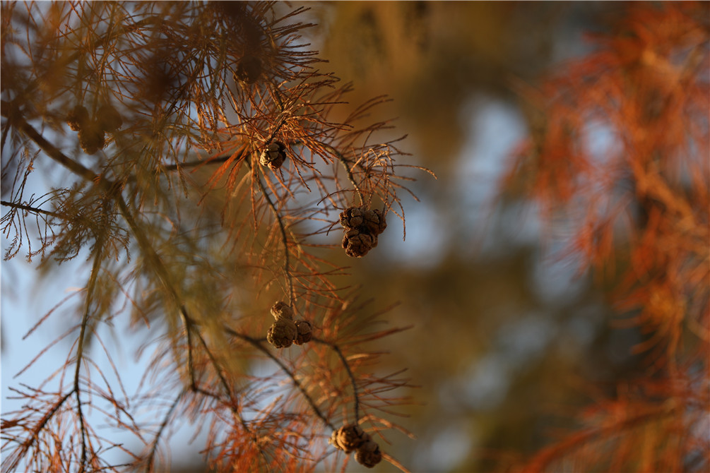 美爆在企石这些地方藏着绝美的落羽杉林随手一拍都是大片