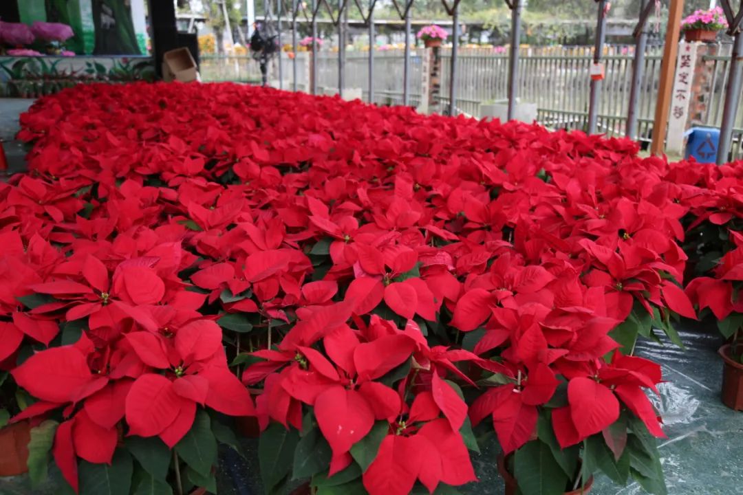 新春临近,麻涌年花年桔开售!