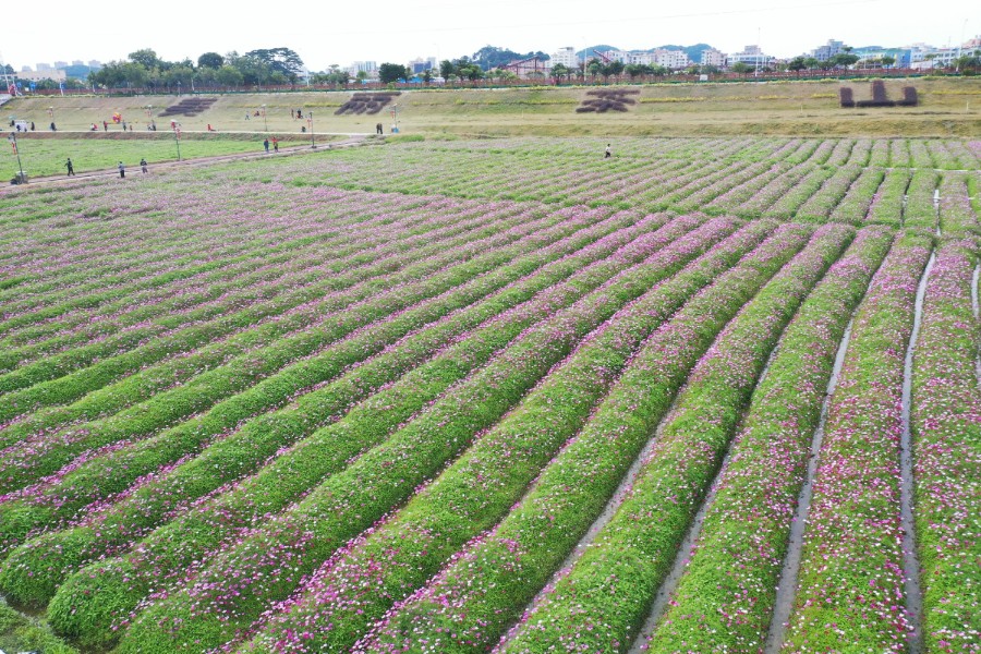 茶山今日立春宜赏花上元稻田公园250亩花海艳丽绽放