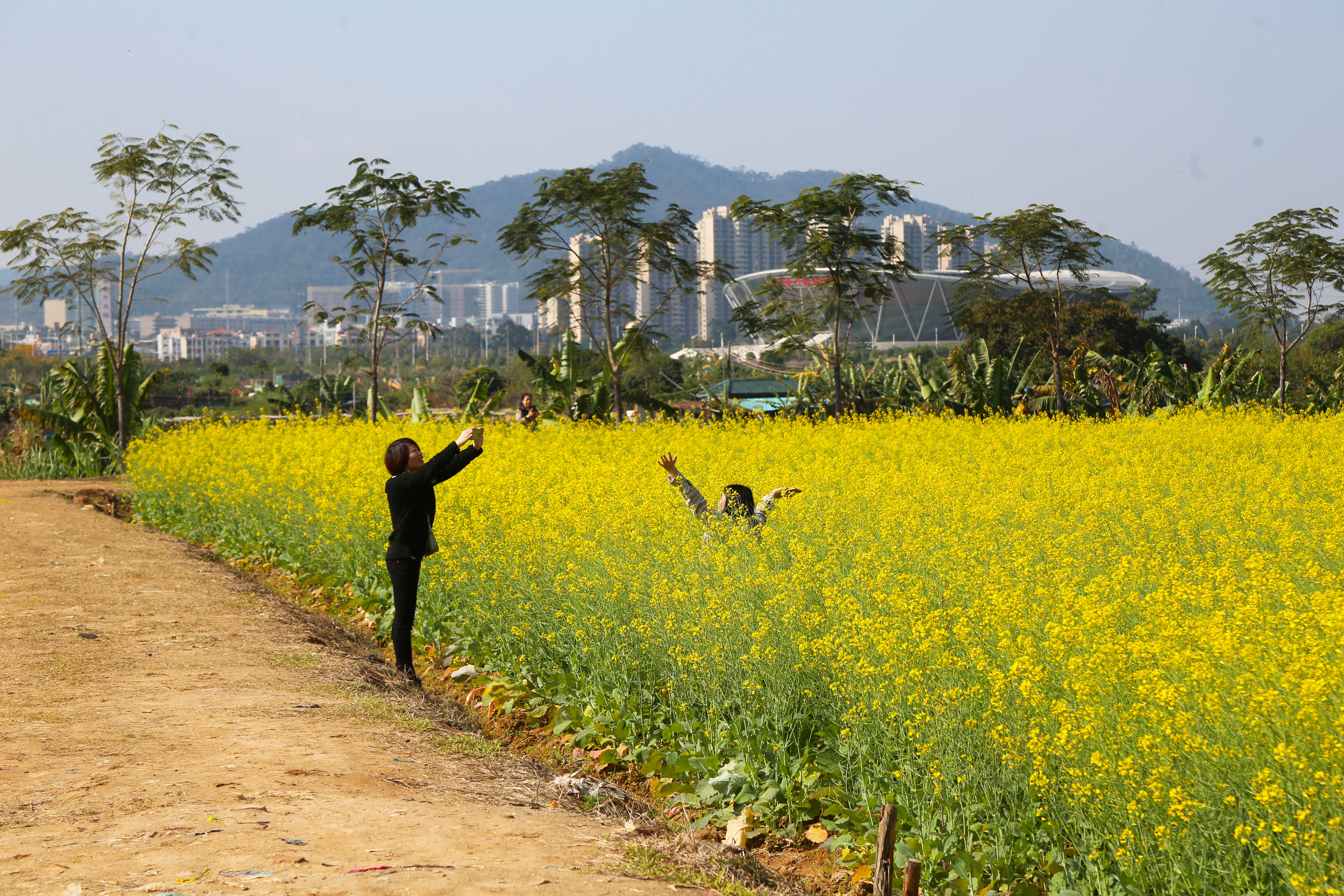 寮步油菜花地鮮花競相怒放市民探春打卡好去處