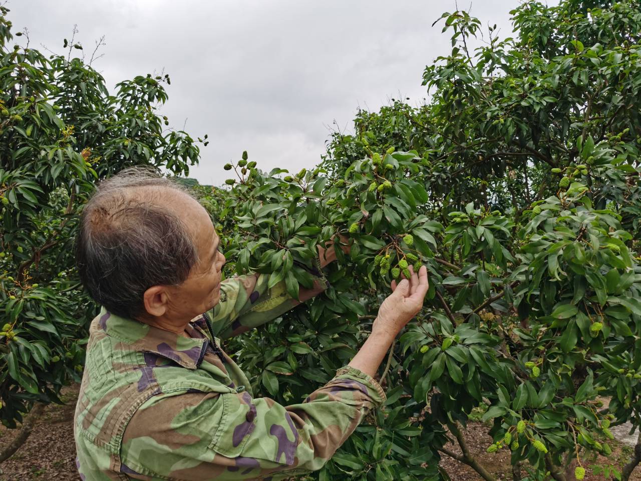 樟木頭: