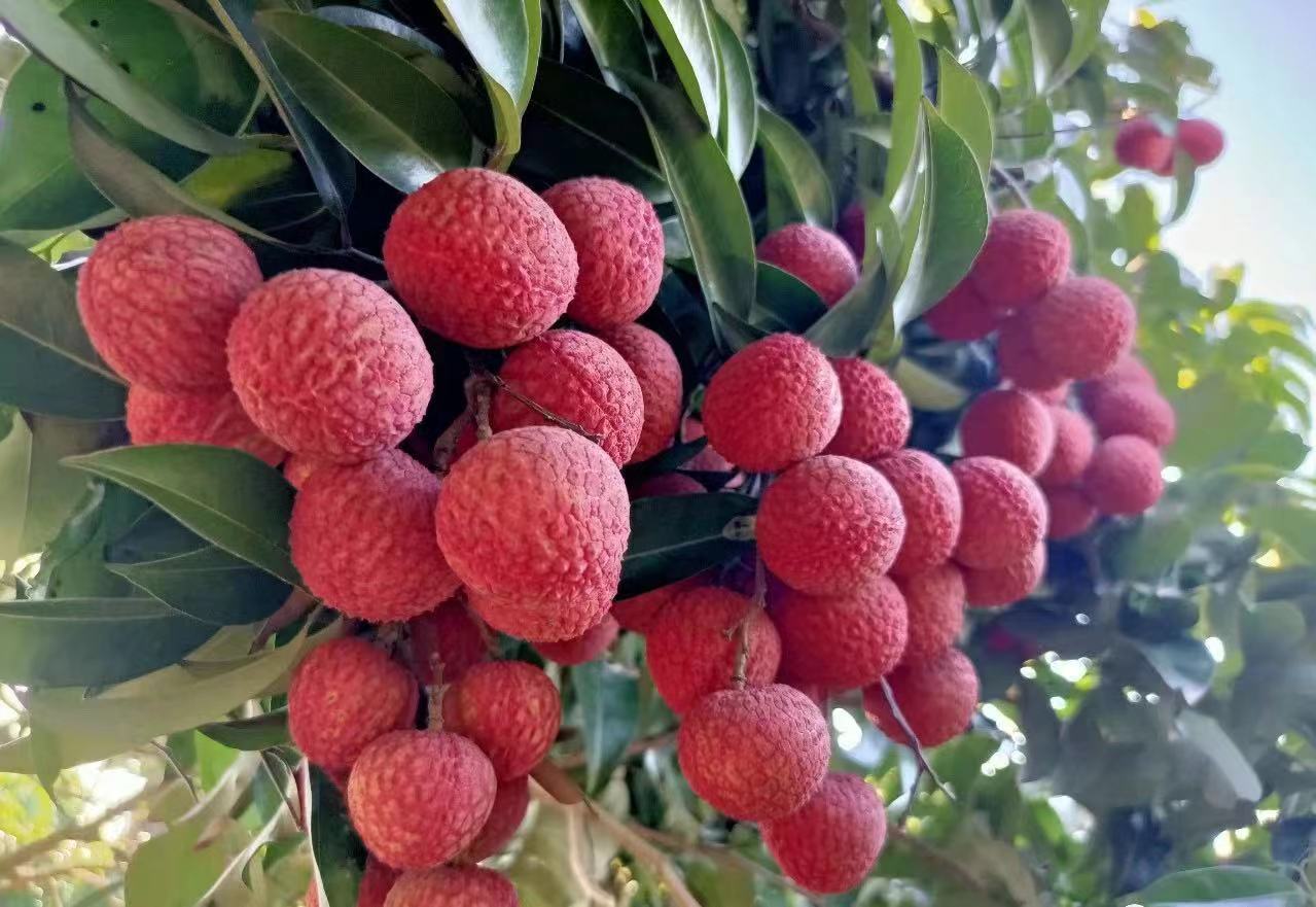 叮~您有一份"莞荔小百科"已送达,请查收