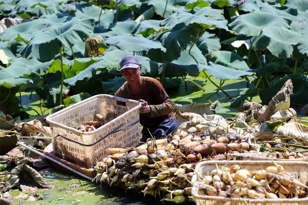 今年第一批莲藕已经开采,在大鱼沙村的莲藕种植基地,日前,盛夏时节