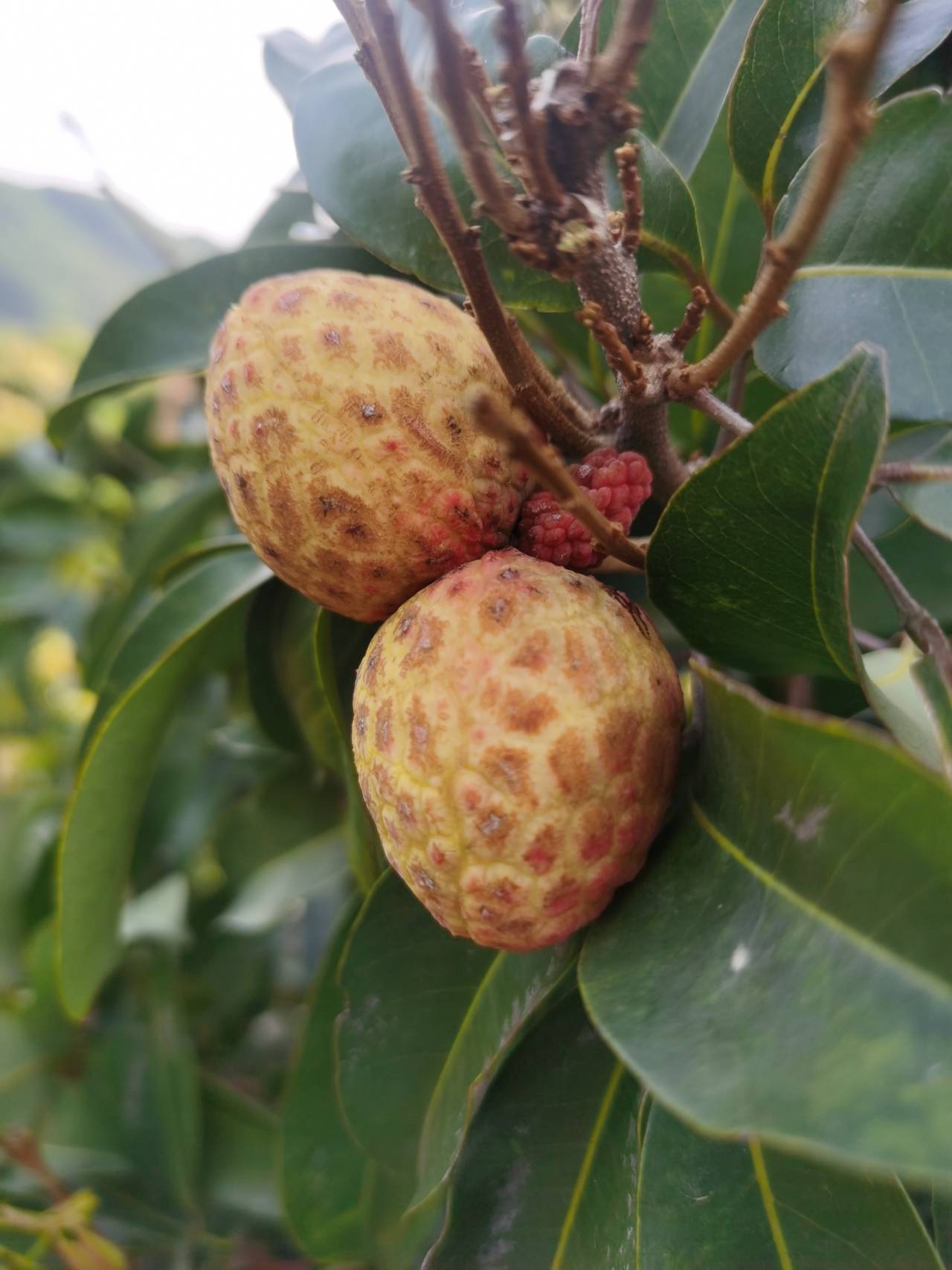 樟木头:观音绿荔枝翻花十月果成熟,罕见!
