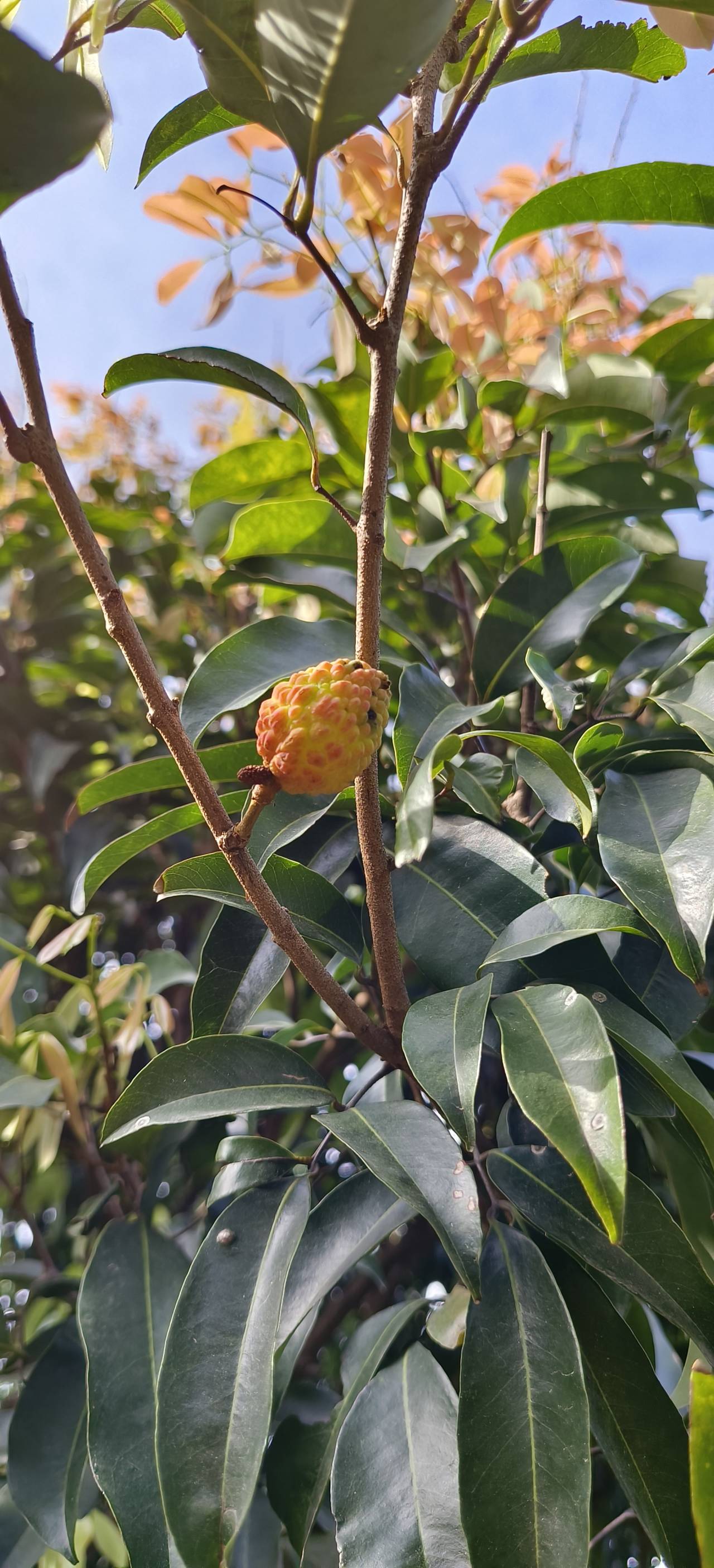 樟木头:观音绿荔枝翻花十月果成熟,罕见!