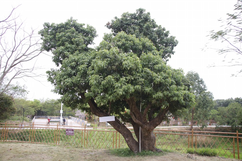 大朗：百荔园老荔枝树长势良好